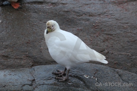 South pole sheathbill animal neumayer channel antarctica cruise.