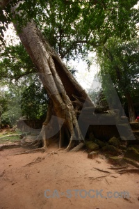 Southeast asia root sky banyan tree lichen.