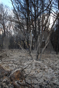 Spain ash tree europe burnt.