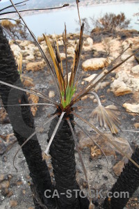 Spain burnt europe javea ash.