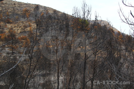 Spain burnt javea tree europe.