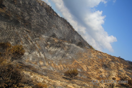 Spain burnt tree ash europe.