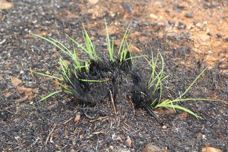 Spain europe grass plant javea.