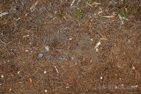Spain europe javea texture pine needle.
