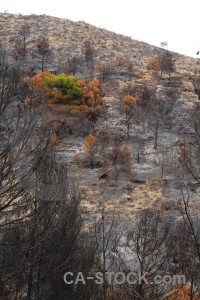 Spain europe tree ash burnt.