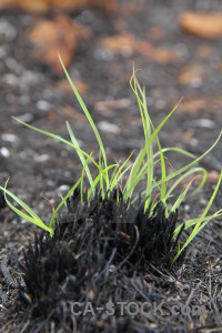 Spain grass javea ash montgo fire.