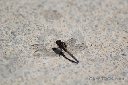 Spain gray europe dragonfly insect.