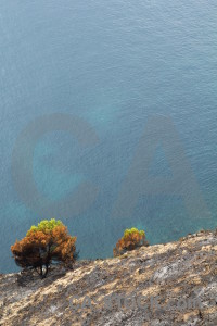 Spain montgo fire tree europe ash.
