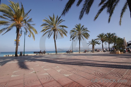 Spain palm tree building europe javea.