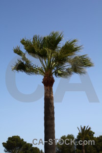 Spain palm tree sky javea blue.