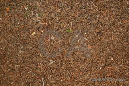Spain pine needle texture javea europe.