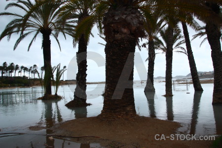 Spain storm white palm tree arenal.