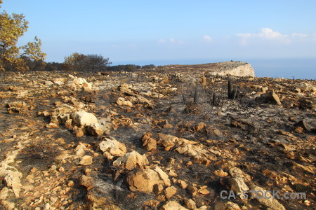 Spain tree burnt ash europe.