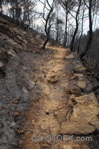 Spain tree burnt ash montgo fire.