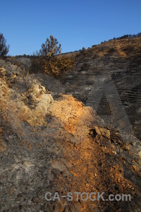Spain tree europe montgo fire burnt.