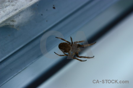 Spider blue animal insect.