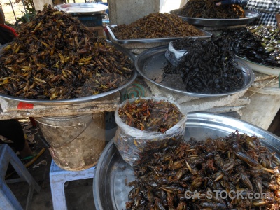 Spider fried food cambodia insect.