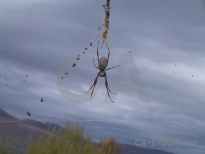 Spider insect animal.