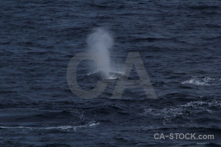 Spray animal sea day 4 antarctica cruise.