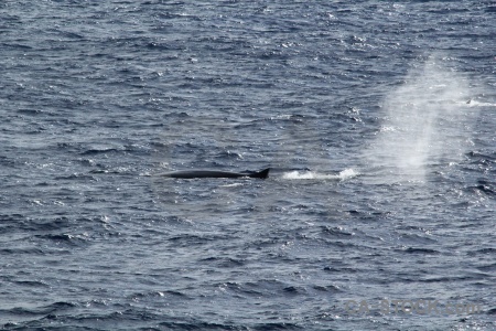 Spray antarctica cruise animal water drake passage.