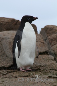 Square bay antarctica cruise day 6 animal horseshoe island.