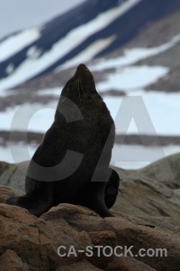 Square bay fur seal day 6 rock animal.