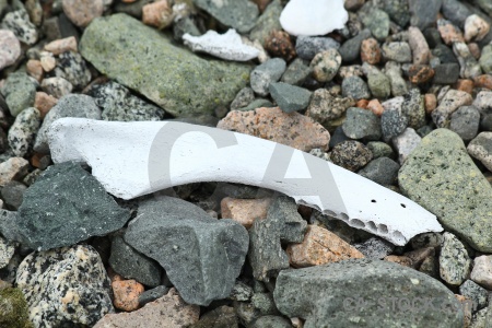 Square bay horseshoe island marguerite antarctica stone.