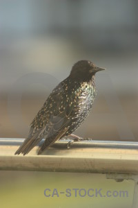 Starling animal bird.