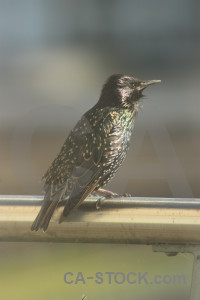 Starling bird animal.