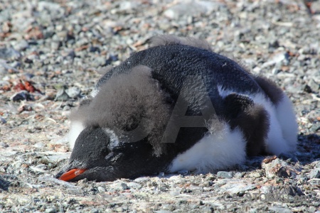 Stone antarctic peninsula animal south pole petermann island.