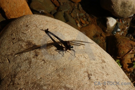 Stone new zealand insect dragonfly south island.