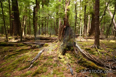 Stump leaf dead branch forest.