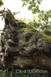 Stump single white tree green.