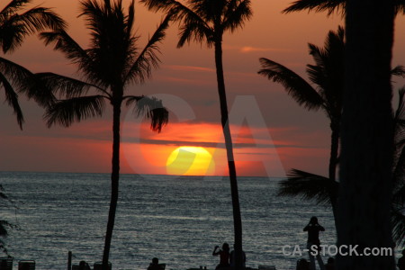 Sunset palm tree sun sky silhouette.