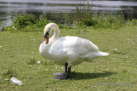 Swan animal aquatic bird green.
