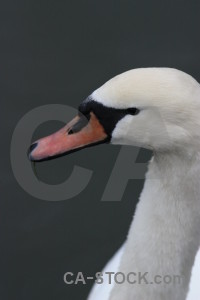 Swan animal aquatic bird water.
