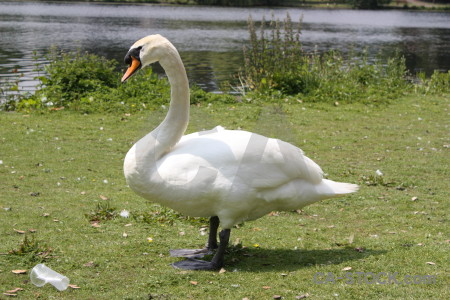Swan animal aquatic green bird.