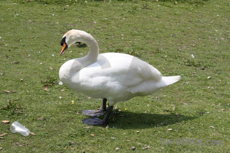 Swan animal green bird aquatic.