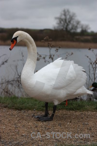 Swan animal water aquatic bird.