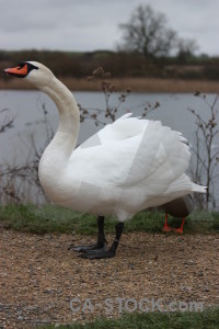 Swan aquatic bird water pond.