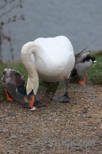 Swan bird pond aquatic water.