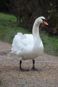 Swan green bird animal aquatic.