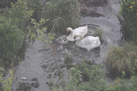 Swan pond animal aquatic bird.