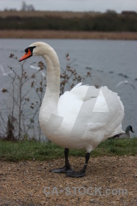 Swan pond animal aquatic water.