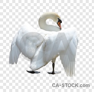 Swan transparent cut out animal bird.