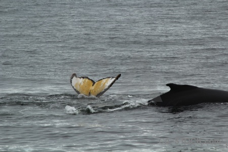 Tail antarctica cruise south pole adelaide island antarctic peninsula.