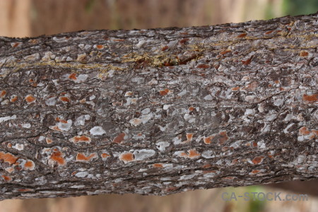 Texture bark wood.