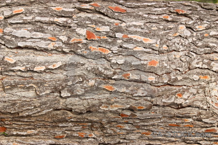 Texture bark wood.