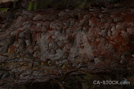 Texture bark wood black.