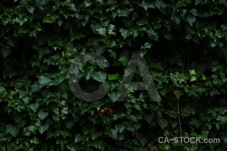Texture black nature green.